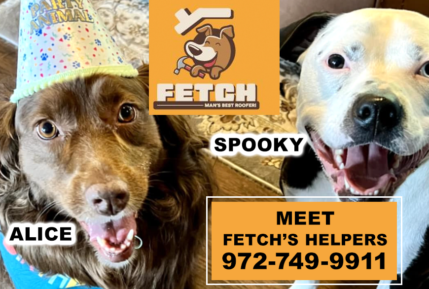 FETCH ROOFING MESQUITE TX DOG PHOTO CONTEST